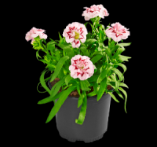 Nelken 1.79 €