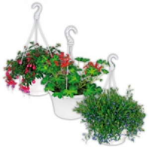 Ampelpflanzen 3.99&nbsp;&euro;