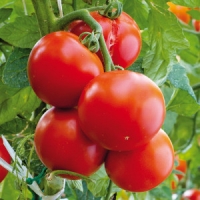 Norma  Resistente Tomaten