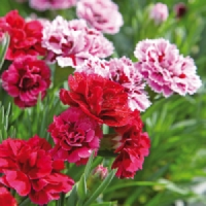 Kaisernelke 1.69 €