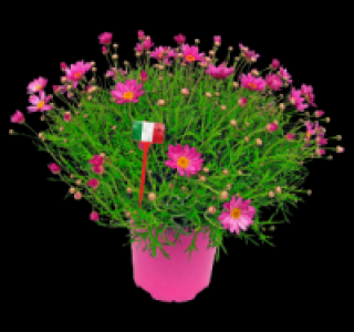 Margeritenbusch 6.99&nbsp;&euro;