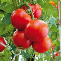 Norma Finest Garden Tomatenpflanzen