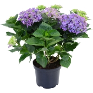 OBI  Bauernhortensie Blau Höhe ca. 45 cm Topf ca. 5 l Hydrangea Macrophylla