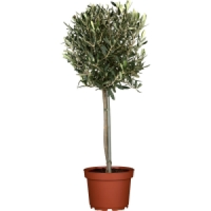 OBI  Oliven Stamm XXL ca. 160 cm Olea europea GROW by OBI