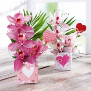 Norma  Orchideengesteck