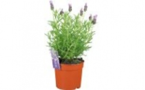Lavendel 2.99 €