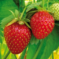 Norma Finest Garden Erdbeer Besonderheiten