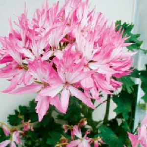 Geranie 1.79 €