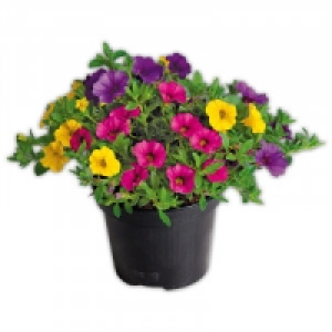 Petunien 1.79&nbsp;&euro;