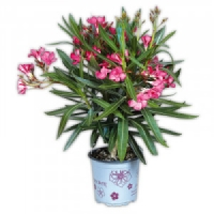 Oleander 4.79 €