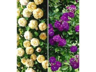 Lidl  Rambler-Rosen-Sortiment Christine Helene und Bleu Magenta, 2 Pflanzen