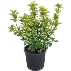OBI Wacholder verschiedene Sorten Höhe ca. 60 cm Topf ca. 9 l Juniperu 7.50 €