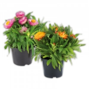 Strohblume 1.99&nbsp;&euro;