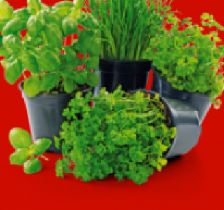Kräuter-Mix 0.89 €