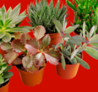 Verschiedene Sukkulenten o. Bepflanzte Schalen