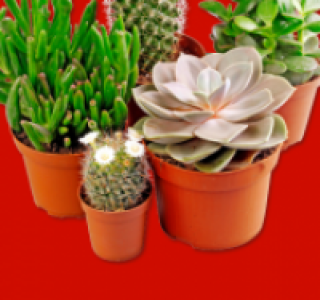 Kakteen-Mix oder Echeverien-Mix