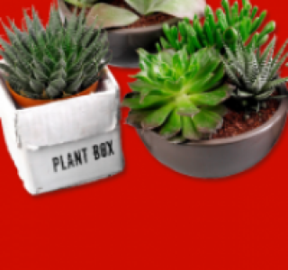 Keramikschale oder Plant Box