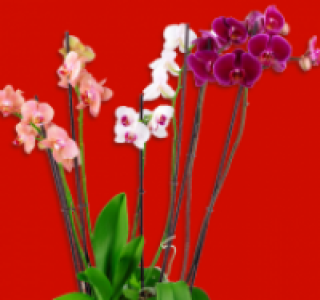 Phalaenopsis oder Orchideen-Mix