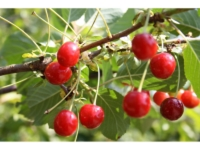 Sauerkirsche »Achat«, Obstbaum, wurzelecht, winterhart, mehrjährig, se 27.95 €