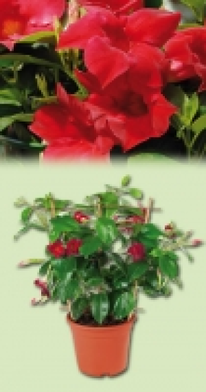 Dipladenia 10.99 €