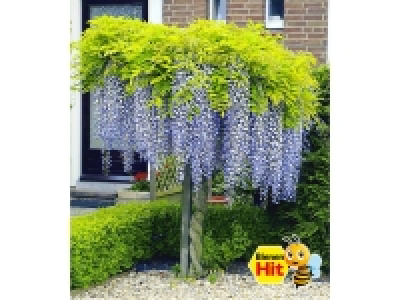 Lidl  Blauregen auf Stamm, 1 Pflanze Wisteria sinensis Glycinie