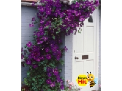 Lidl  Clematis The President® Kletterpflanze, 1 Pflanze winterhart