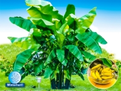 Winterharte-Bananen-Kollektion,2 Pflanzen