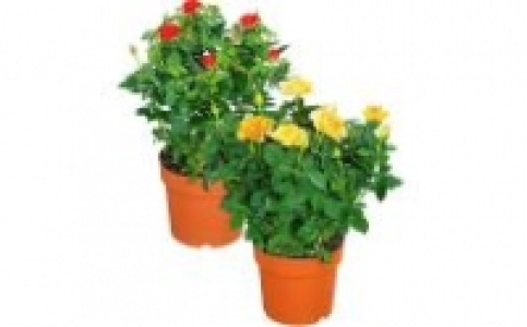 Rosenbusch 5.99 €