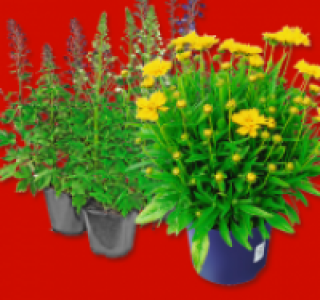 Stauden-Mix 1.29 €