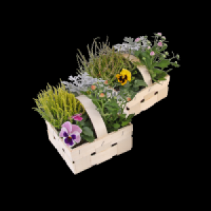 Herbstpflanzen-Mix 3.99 €
