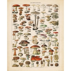Deco Panel PILZE - 40x50 cm