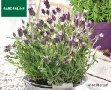 GARDENLINE®Lavendel 2.59 €