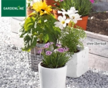 GARDENLINE®Sommerblume