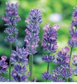 Lavendel 1.99 €