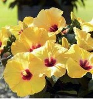 Hibiskus