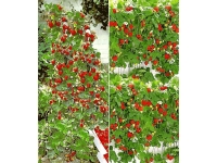 Lidl  Hummi® Erdbeeren, 4 Pflanzen, lange Ernte, für Beet und Kübel, 140 cm 