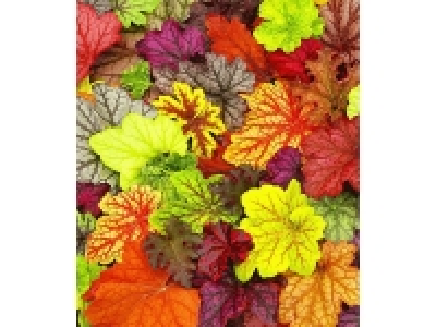 Winterharter Bodendecker Heuchera-Mix Farbpalette Purpurglöckchen,