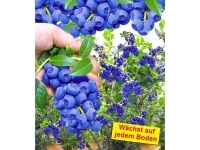 Lidl  Trauben-Heidelbeere »Reka® Blue«, bis zu 8 kg Beeren pro Strauch, lang