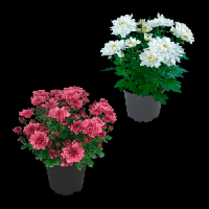 GARDENLINE Chrysantheme 0.99 €