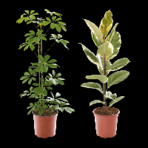 GARDENLINE Grünpflanze 4.44 €