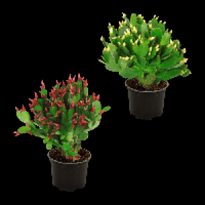 GARDENLINE Weihnachtskaktus (Schlumbergera) 1.79 €
