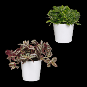 GARDENLINE Außergewöhnliche Grünpflanze 3.99 €