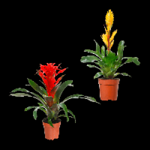 GARDENLINE Guzmanie / Vriesea 3.99 €