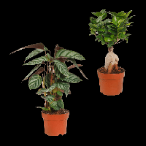 GARDENLINE Premium-Grünpflanze 3.99 €