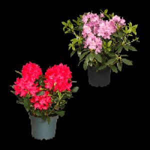 GARDENLINE Rhododendron-Busch 6.99 €