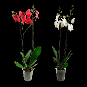 GARDENLINE Phalaenopsis 6.99 €