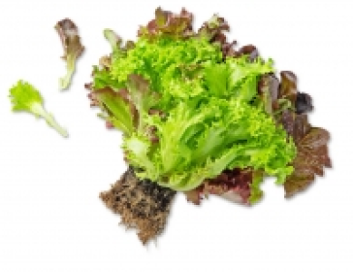 Dtsch. Multicolor-Salat 0.99 €