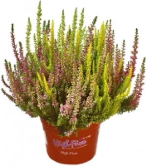 Calluna 1.29 €
