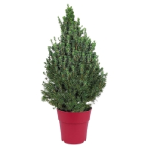 GARDENLINE® Zuckerhutfichte XL 9.99 €