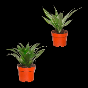 GARDENLINE Grünpflanze 2.22 €